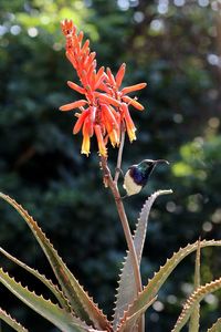 Close-up of red flowering plant