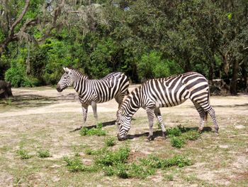 Zebras standing on grassland