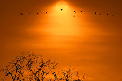 Silhouette birds flying in the sky