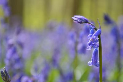Close-up of purple flowers blooming