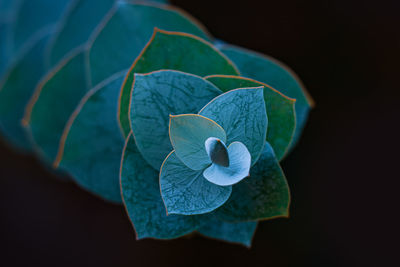 Close-up of blue flower on plant against black background