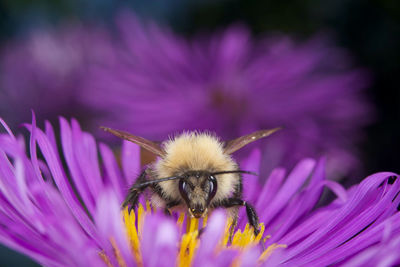 Close-up of honey bee pollinating on pink flower