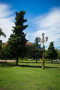 Trees in park against sky