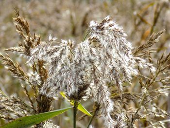 Close-up of plant against blurred background