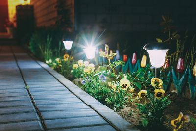 Illuminated flowering plants in yard at night