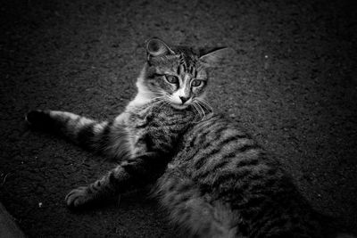 High angle view portrait of tabby cat