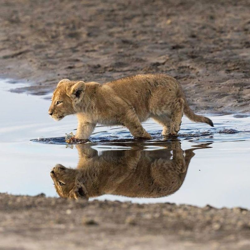 SIDE VIEW OF CAT DRINKING WATER FROM LAKE