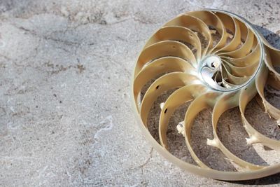 Shell nautilus pearl fibonacci sequence symmetry cross section spiral structure golden ratio 