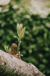 Close-up of lizard on tree