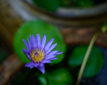Close-up of purple water lily