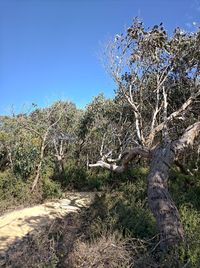 Plants growing on land against sky