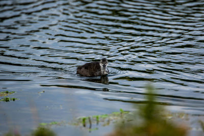 Bird swimming in lake