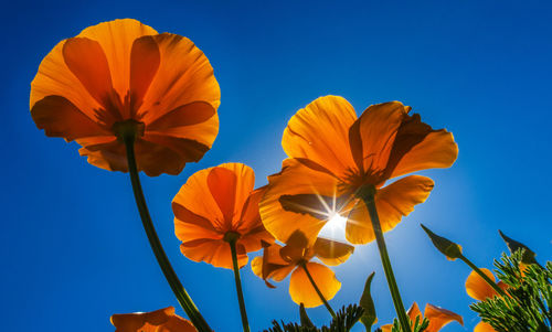 Low angle view of orange flowers against clear blue sky