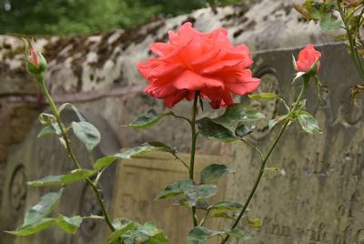 Close-up of red flowers blooming outdoors