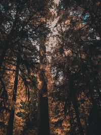 Low angle view of trees in forest