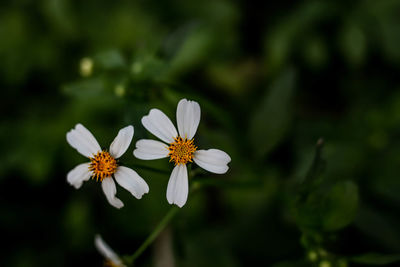 Close-up of white flowering plant