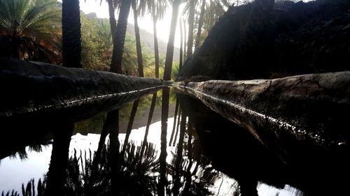 Scenic view of lake amidst trees in forest