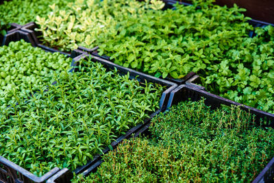 Green seedlings in pot for sale at farmer market.