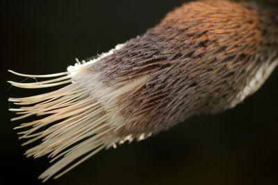 Close-up of flower over black background