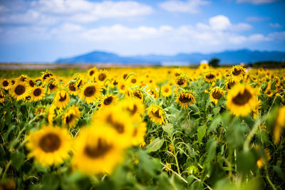 Scenic view of sunflower field against sky