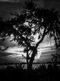 Silhouette tree on field against sky