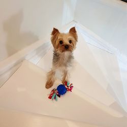 Portrait of dog sitting on floor at home