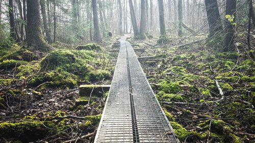 Walkway amidst trees in forest