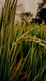 plant