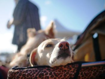 Close-up of dog against sky