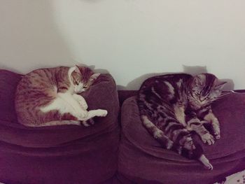 High angle view of cat sleeping on sofa