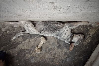 High angle view of cat sleeping