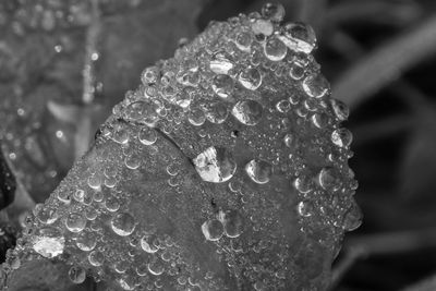 Close-up of raindrops on leaf