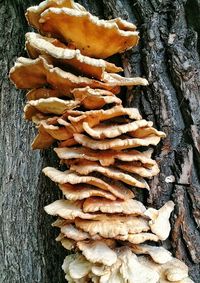 Close-up of mushrooms growing on tree trunk