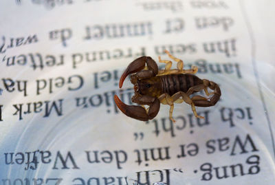 Close-up of text on book
