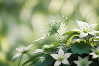 Close-up of white flowering plant