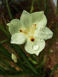 Close-up of wet pink flower growing outdoors