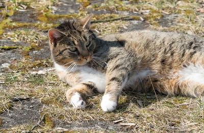 Cat relaxing on field