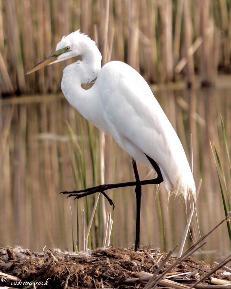 CLOSE-UP OF WHITE HERON PERCHING ON WOOD