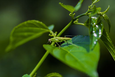 Close-up of insect on plant