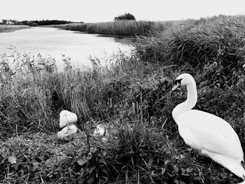 Swan on grass by lake