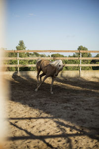 Horse standing in ranch against sky