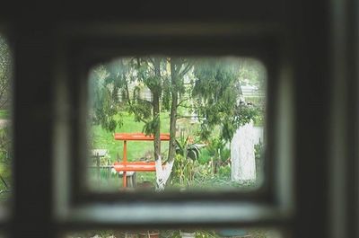 Plants seen through glass window