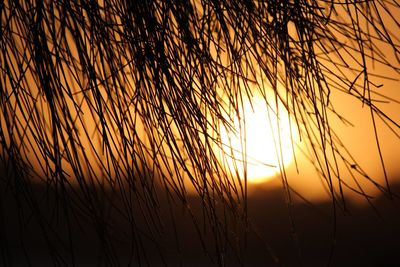 Close-up of silhouette plants against sunset