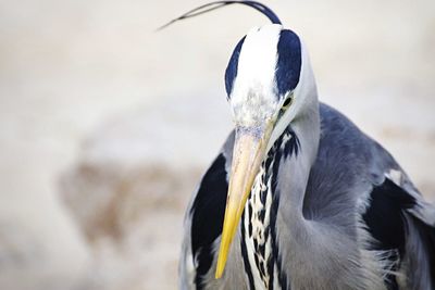 Close-up of bird