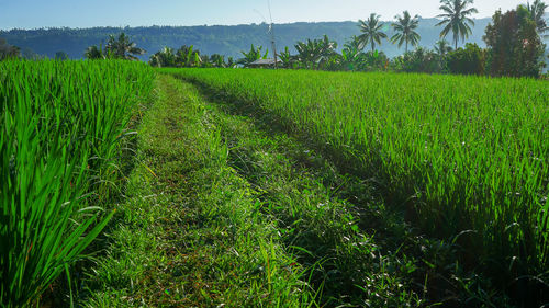 Scenic view of agricultural field against sky