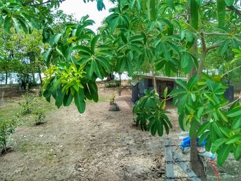 View of palm trees in field