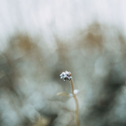 Close-up of white flowering plant