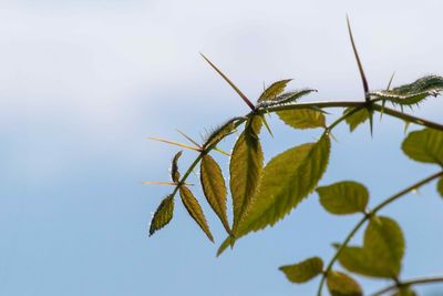 Low angle view of plant against clear sky