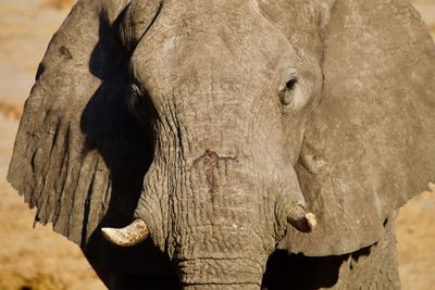 Close-up of elephant