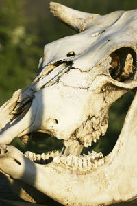 Close-up of animal skull